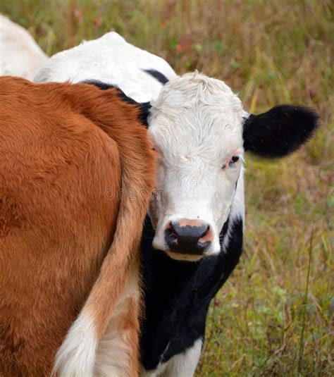 Black Baldy is a Type of Crossbred Beef Cattle Stock Image - Image of agricultural, animal ...