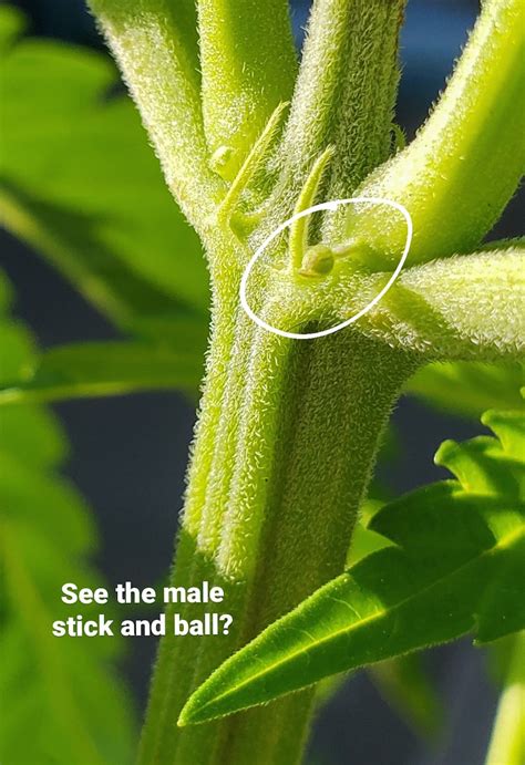 18+ pictures of male pot plants - MarieMusammath