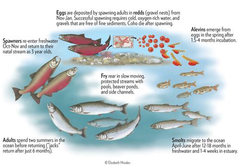 Life Cycle & Habitat Needs - Coast Coho Partnership