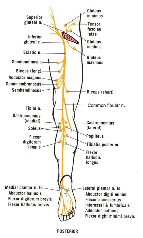 Sciatic Nerve course, divisions and served muscles | Therapy ...