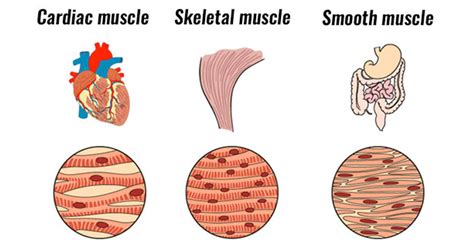 Types Of Muscle Explained – Skeletal, Smooth & Cardiac