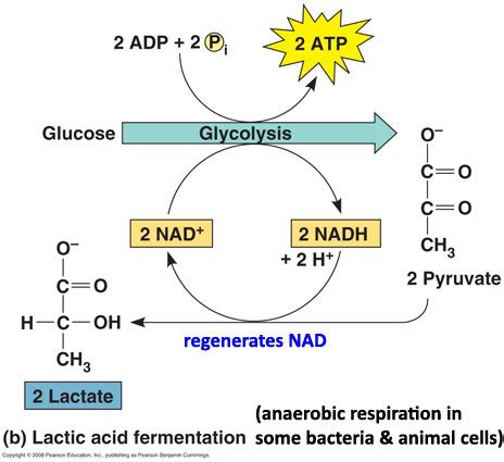 Anaerobic Glycolysis Diagram