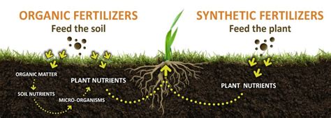 Natural Fertilizers For Plants