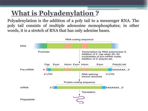 Polyadenylation | PPT