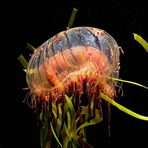 Flower Hat Jellyfish [2] | From the New England Aquarium | Flickr