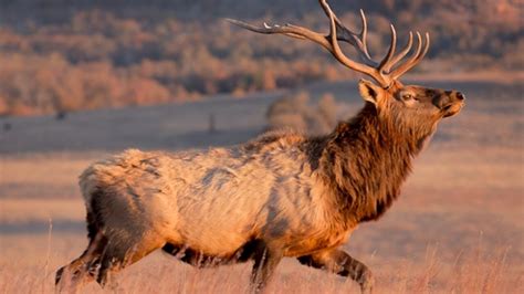 2nd elk herd from Kentucky released in Wisconsin