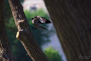 landing | Hooded crow land on a tree | Israel Nature Photography by Ary | Flickr