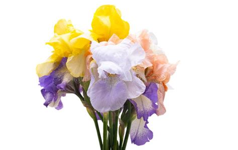 Iris bouquet stock photo. Image of contrast, fresh, flora - 18694668