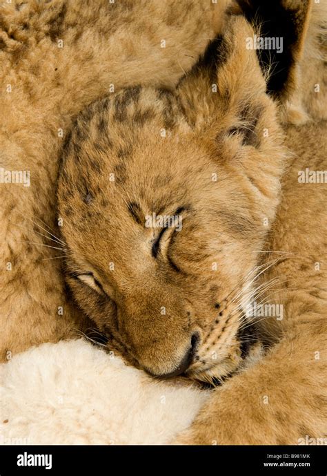 A baby lion cub sleeping in captivity cuddled with other cubs in South Africa Stock Photo - Alamy