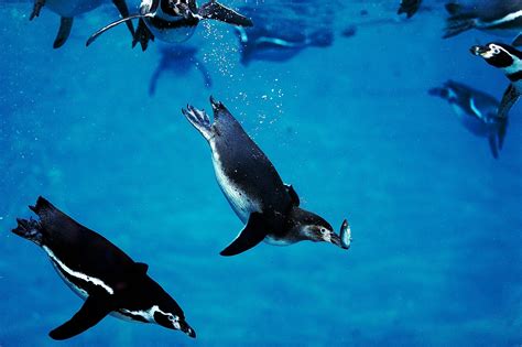 What Do Penguins Eat? - WorldAtlas