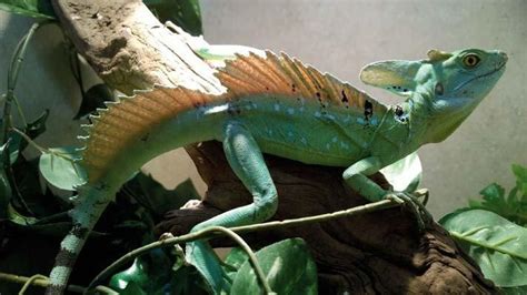 Green Basilisk – Facts, Size, Lifespan, Habitat, and Pictures