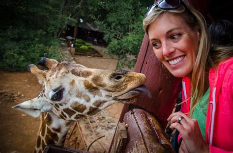 Hand Feeding Giraffes At The Nairobi Giraffe Center