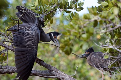 Yellow-crowned Night-Heron | Audubon Field Guide