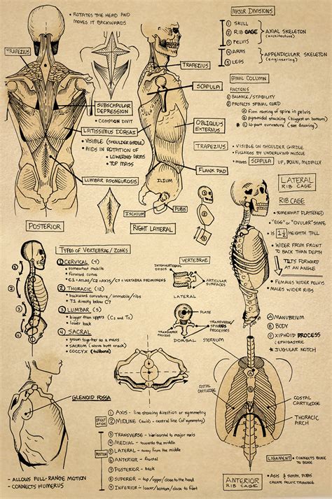 Anatomy Sketchbook :: Behance