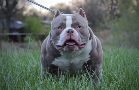 Pocket American Bully Puppies for Sale | Top American Bully Breeders ...