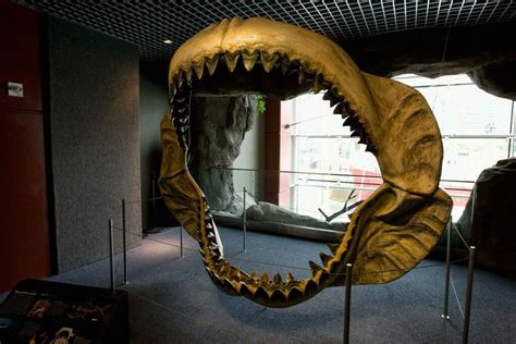 10 Killer Megalodon Shark Facts - FossilEra.com