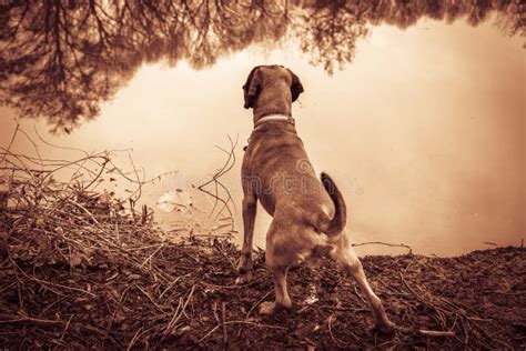 Bloodhound Shows Prey while Hunting Stock Photo - Image of dogs ...