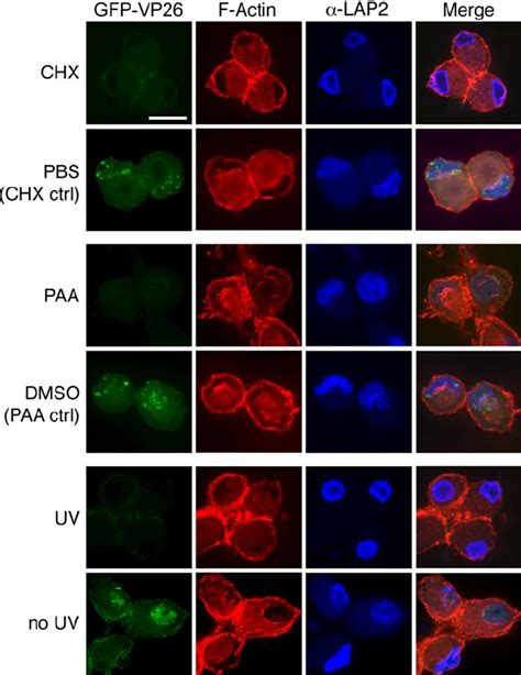 Figure 9. Conservation of Formation of Nuclear Actin Filaments (A ...