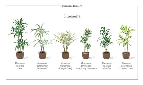 All About Dracaena — Seattle's Favorite Garden Store Since 1924 ...