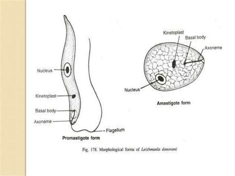 Morphology and life cycle of leishmania donovani