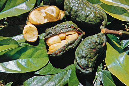 Kola Nut | Medicinal herbs plants