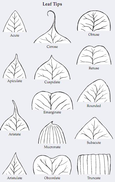 Plant Life: Leaf Margins, Tips, and Bases