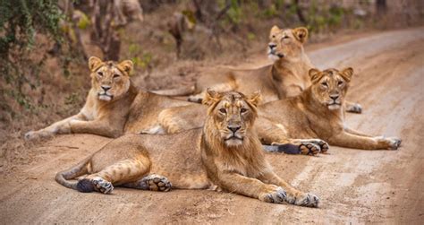 Gir National Park Weekend Getaway, Gir National Park Tours Gujarat