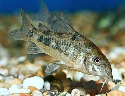 Corydoras paleatus - Alchetron, The Free Social Encyclopedia