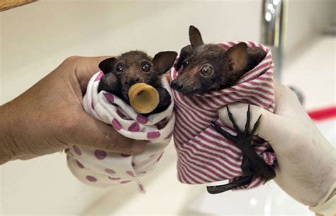 A Bat Hospital In Australia Rescues Baby Bats And Nurses Them Back To ...