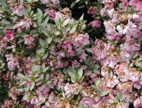 Azaleas, rhododendrons face severe threat from lace bugs | OregonLive.com