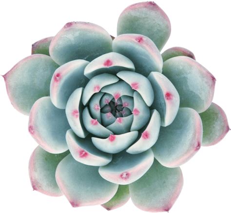 Download Echeveria 'Tippy' Succulents