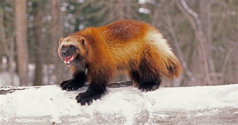 Some U.S. Wolverines to Be Protected by Endangered Species Act - The New York Times | KMata Bunga