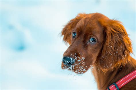 100+ Of The Best Red Dog Names - labrottie.com