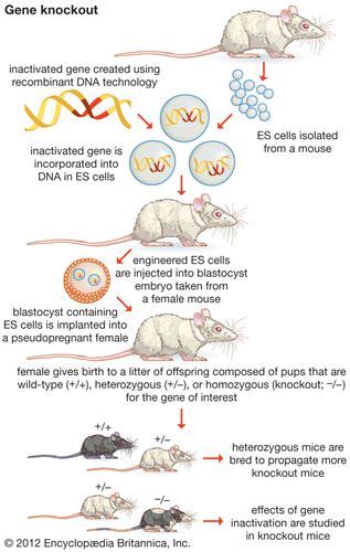 Recombinant DNA - In vitro mutagenesis | Britannica