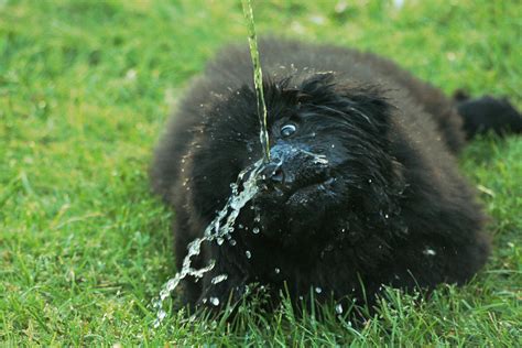 File:Newfoundland dog Wilma gets water on nose.jpg - Wikimedia Commons
