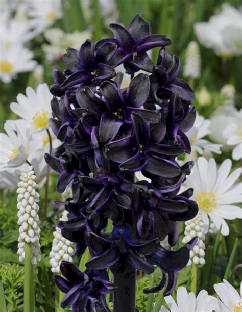 Make Your Landscape Awesome With Our 25 Black Flower Garden Ideas (With ...