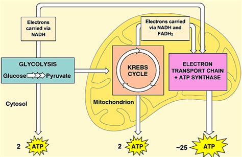 Aerobic Respiration Steps and How to Do Them Properly - Health Lar