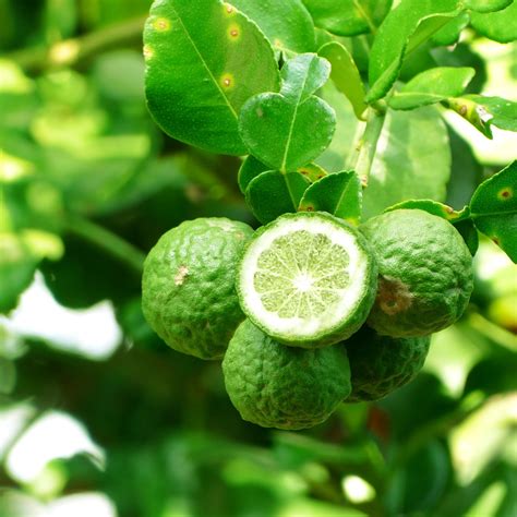 What are the Health Benefits of Bergamot Oil? - Restonic