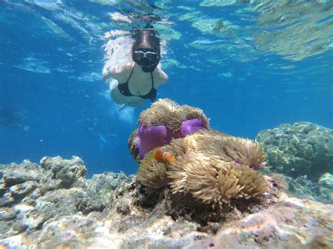 Cayman Islands Snorkeling | Coral Reef Information