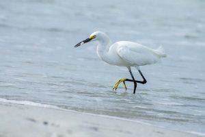 Snowy Egret Facts, Habitat, Migration, Adaptations, Pictures