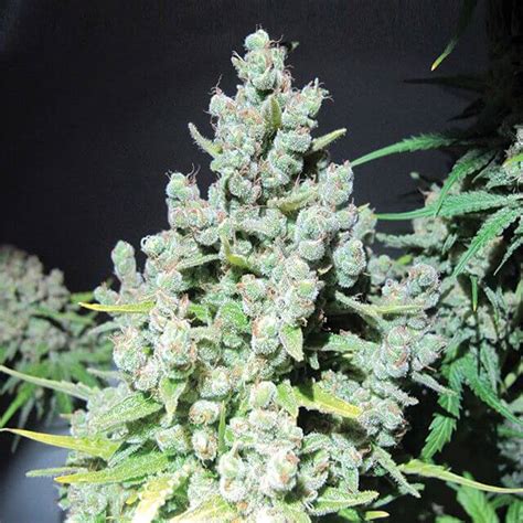 Malakoff Medical Seeds FEM | Original Seeds Store