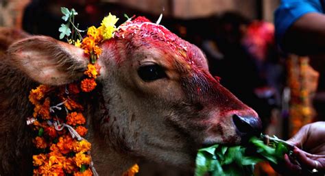 30,000 animals to be sacrificed at Nepal temple festival