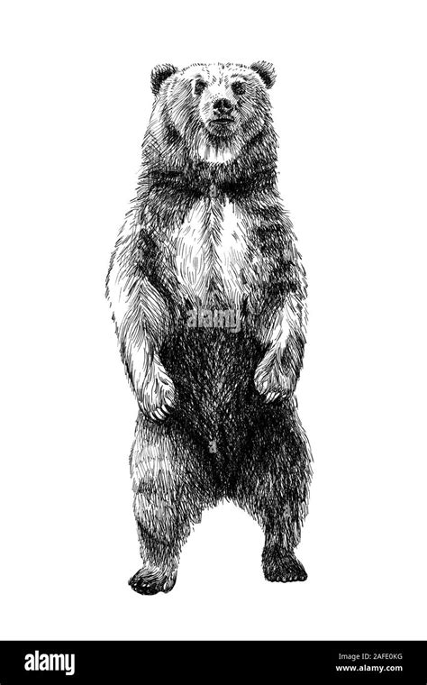 Oso dibujados a mano, dibujar gráficos monocromo ilustración sobre fondo blanco (originales, sin ...