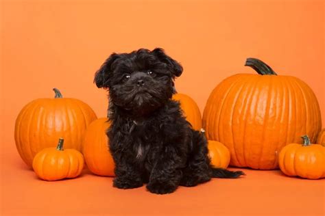 Can Dogs Eat Pumpkin? Benefits of Pumpkin for Dogs