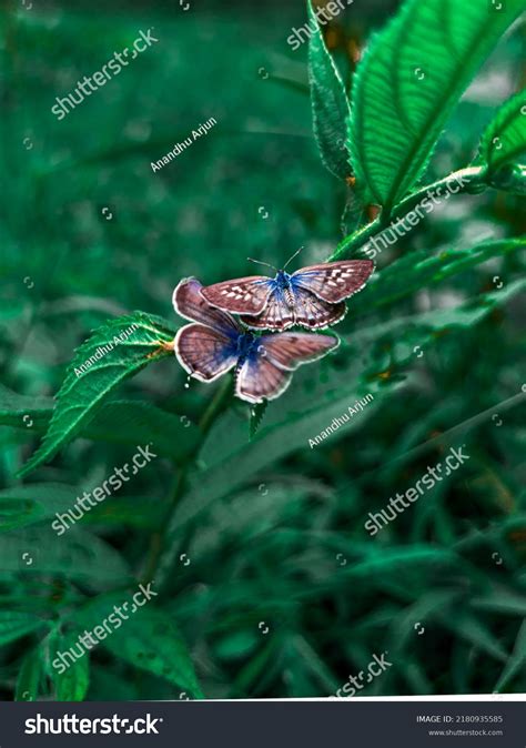 Palos Verdes Blue Small Endangered Butterfly Stock Photo 2180935585 ...