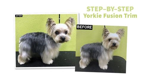 Step-By-Step Yorkie Fusion Trim - Groomer to Groomer Magazine