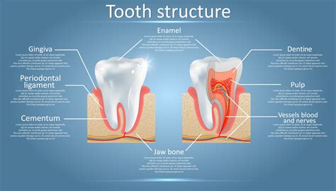 Is There A Limit To How Many Times You Should Brush Your Teeth In A Day ...