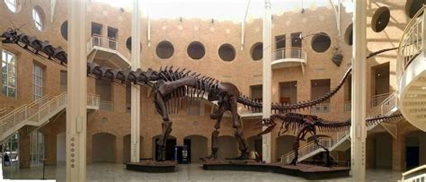 Argentinosaurus et Giganotosaurus, the Fernbank Museum of Natural ...