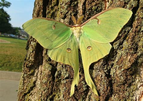 Luna Moth | The Animal Facts | Appearance, Diet, Habitat, Behavior