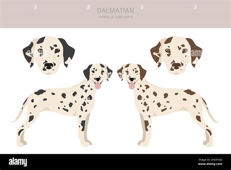 Dalmatian dogs clipart. Different poses, coat colors set. Vector ...